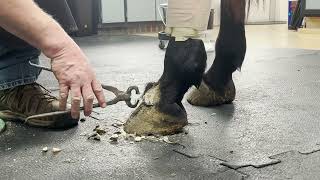 MAJOR hoof injury REPAIR Featuring Steve Sermersheim CJF TE AWCF and Jasper Dunn [upl. by Narruc242]