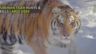 Most Spectacular Tiger Hunting Skills Compilation Deer vs Buffalo [upl. by Orlando]