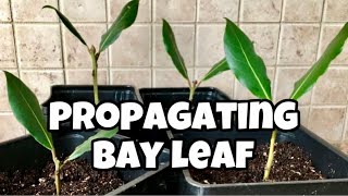 How To Propagate Bay Leaf From Cuttings  Laurus Nobilis  Bay Laurel [upl. by Lewin]