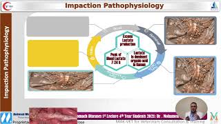 Dr Mohamed Abdelmegeid 1st Lecture Forestomach Diseases Acute Ruminal Acidosis and SARA [upl. by Clarabelle531]