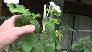 Rubus Benenden used in Breeding [upl. by Aramois]