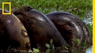 Anaconda vs Mammal  National Geographic [upl. by Yager35]