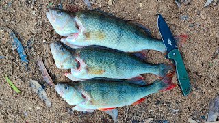 I Hit The Redfin Jackpot Perch Fishing In A Lagoon [upl. by Bisset]