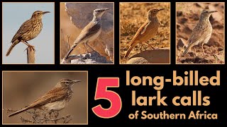 5 LONGBILLED LARK calls from Southern Africa [upl. by Millman381]