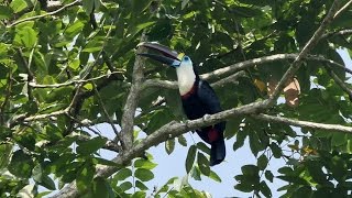 WILD BOLIVIA  Whitethroated toucan [upl. by Mellisent564]