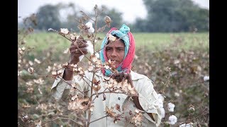 Baumwollernte bis zum Bedrucken der Stoffe in Indien [upl. by Larcher]