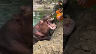 Hungry Hippos Get Pumpkin Treats 🎃😳 [upl. by Dronel]