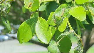 Lignum vitae butterfly caterpillars are out [upl. by Lewej447]