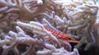 Longnose Hawkfish Oxycirrhites typus [upl. by Ttezil281]