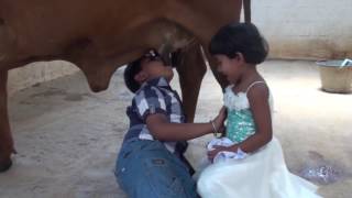 Kids drink milk straight from Indian cows udders [upl. by Imtiaz707]