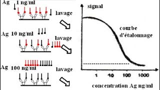 📍 Les techniques radioimmunologiques  isotopes radioactifs [upl. by Nerag882]