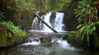 The Forest Waterfall HD  The Calming Sound of Water [upl. by Kera]