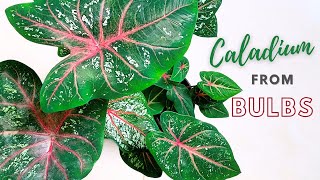 How to Grow Caladium From Bulbs  All About Caladium Care  Caladium Guide [upl. by Cherry]