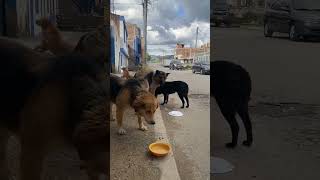 Alimentando perros en la calle [upl. by Aneris]