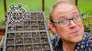 The Secret to Healthy Seedlings 🌱 How to Transplant Them [upl. by Princess]