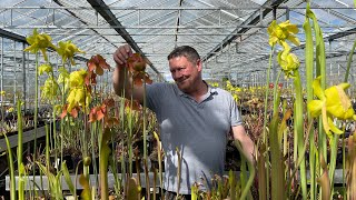 Sarracenia flowers cut off or leave on [upl. by Haron225]