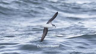 Video highlights of the Scilly pelagic season 2022 [upl. by Frankel]