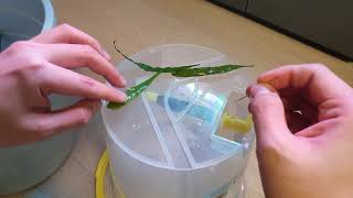 1 Microsorum sp How to Reproduce Fast Attach leaf to the driftwood [upl. by Teddie]