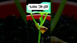 How I grow Melon From Seed shorts melon fruit plants [upl. by Ycul]