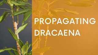 Propagating Dracaena  How to Prune and Propagate a quotCorn Plantquot [upl. by Phira]