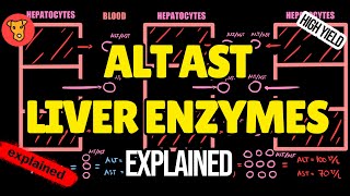 ALT AST Liver enzymes Explained Interpretation of Liver function tests [upl. by Hayarahs284]