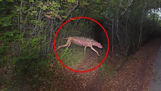 21 Scary Cryptid Creatures Caught In Forests [upl. by Esina]