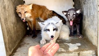 Wow After I adopted a hungry little fox 🦊 I didn’t expect so many foxes 🦊 to sneak into my house [upl. by Litta]