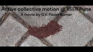 Active Collective Motionand more [upl. by Landry]