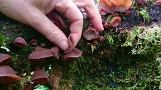 Wood Ear Auricularia auriculajudae [upl. by Esirahc]