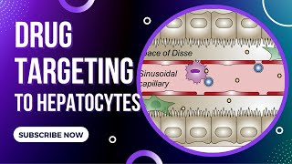 Drug targeting to hepatocytes pharmaceutical technology research and development  UBC Li Lab [upl. by Amandi]