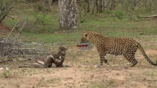 Female Leopard VS Black Mamba VS Snake Eagle [upl. by Barfuss111]