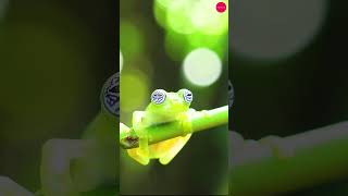 Glass Frog  The Transparent Wonder of the Rainforest birds trending frog wildlife nature [upl. by Ycnuahc]