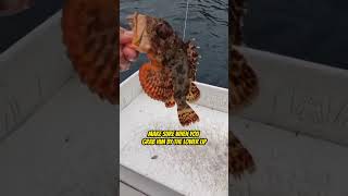 How to Handle a Poison Sculpin Fish [upl. by Yahc]