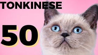 50 interesting facts about Tonkinese cat  Tonkinese Everything you need to know [upl. by Oswald]