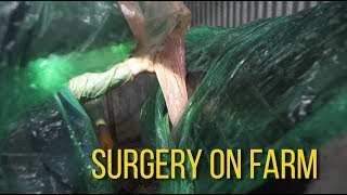 Surgery On Farm LDA [upl. by Clarinda334]