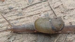 Snail slowly crossing dusty path snailvideo घोंघा snail snails snaillife snailpet mollusca [upl. by Dacia]