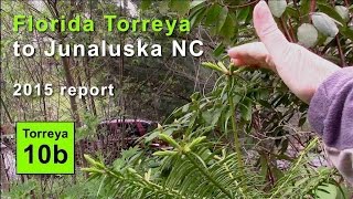 FL Torreya to North Carolina pt 2 2015 progress report Junaluska NC [upl. by Eilzel]