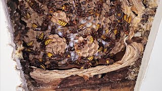 Hornet INFESTATION above YOUR bedroom ceiling Hornet Wasp Nest Removal [upl. by Wilmar]