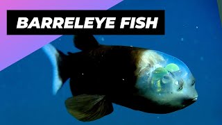 Barreleye Fish 🐟 A Creature With A Transparent Head [upl. by Portia]