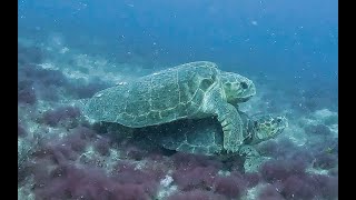 Loggerhead sea turtles gettin busy [upl. by Aisatsanna278]