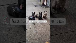 3 Non reactive dogs Vs 1 Reactive dog gsd frenchie pitbull explore fyp viral outside work [upl. by Ilyah]