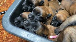 Puppies crying The sound that all dogs love Belgian Malinois [upl. by Sylvie]