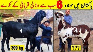 Top 6 Most Heaviest Qurbani Goat In Pakistan  Heavy Weight Qurbani Bakra  NYKI [upl. by Rai]