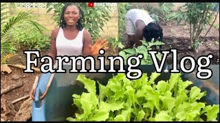 Farming Vlog How to Nurse and Transplant Lettuce at Home Self Sufficiency diy Ghana Farming [upl. by Aseeral]