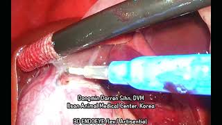 Fundus first method SAMIT cholecystectomy in a dog  normograde flushing [upl. by Winslow927]