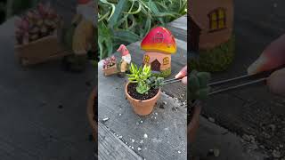 Planting Mini Succulents [upl. by Ardnuaed]