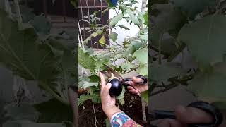 Harvesting Round Brinjal  Its Terrace Garden  gardening shortsfeed round brinjal harvesting [upl. by Neffirg]