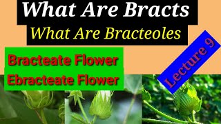 Bracts And Bracteoles Of Flower Lecture 9 In HindiUrdu [upl. by Ateuqirne311]