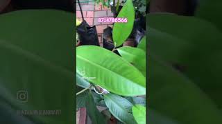 Mangosteen k100 Homegrown nursery Plants courier service available 8714786566 Thrissur Mullurkara [upl. by Neyu]