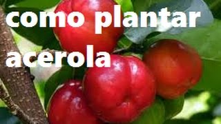 Como plantar acerola  passo a passo  processo completo [upl. by Naldo]